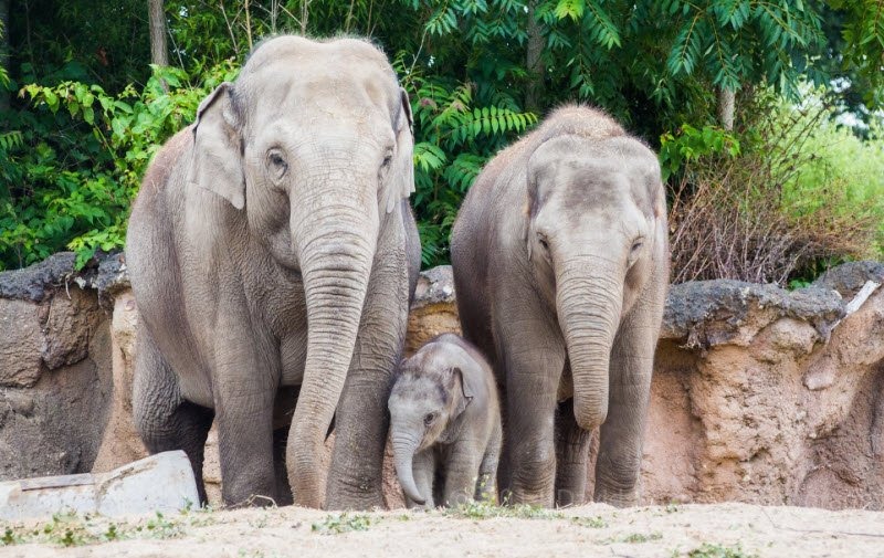 Tả con voi hay nhất