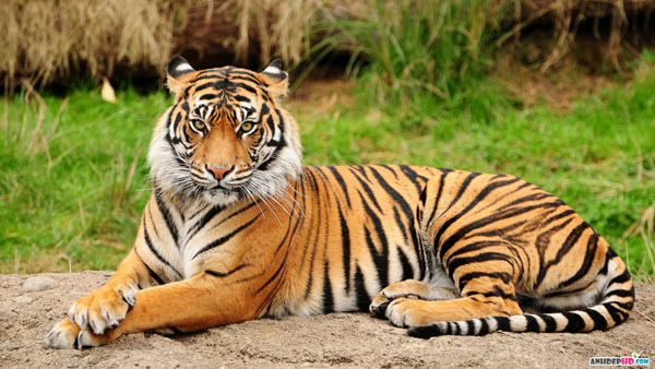 Tả con hổ trong sở thú