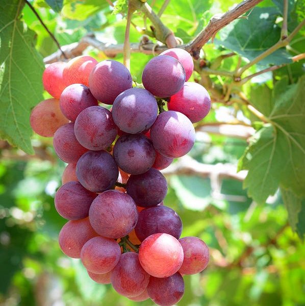 ta cay nho qua nho 2*270813