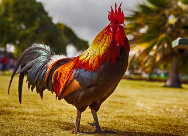 ta con ga trong 2*270884