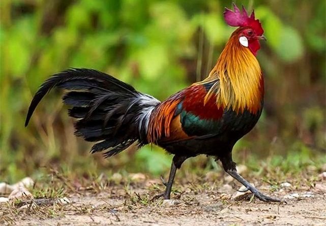 ta con ga trong 3*270886