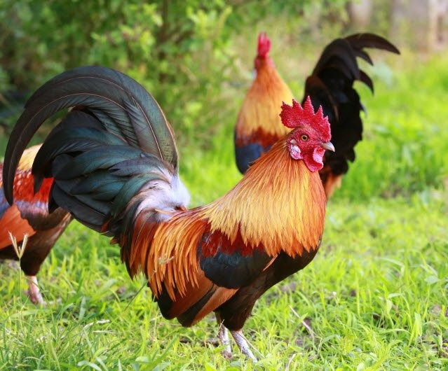 ta con ga trong 4*270888