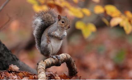 Đề thi học kì 2 lớp 1 môn Tiếng Việt