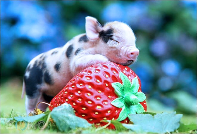 Dàn ý Tả con lợn