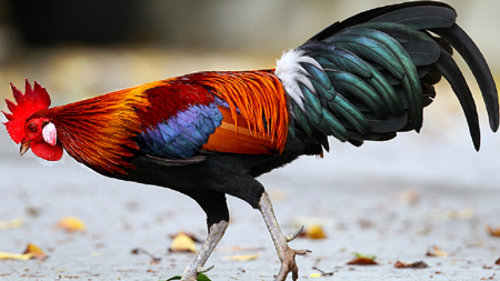 Tả con gà trống lớp 4 ngắn nhất