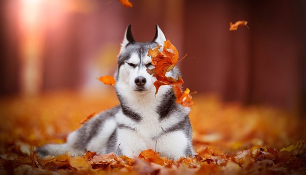 Bài văn tả con chó lớp 4 hay