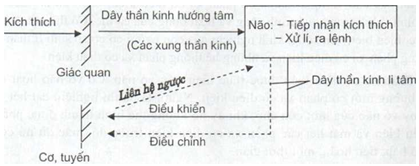 lý thuyết hoạt động thần kinh cao cấp