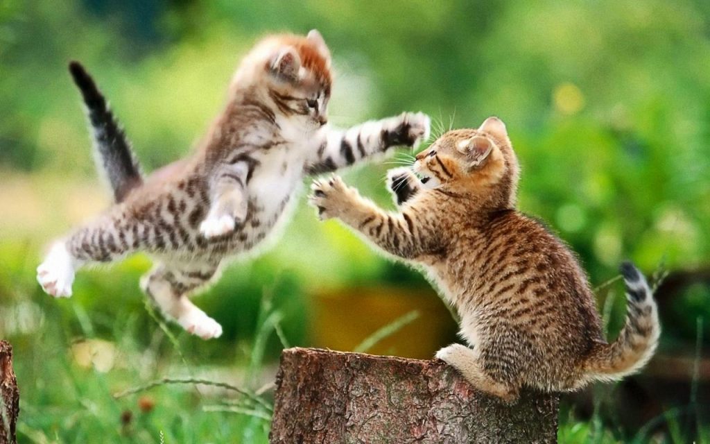 2607 hinh anh meo con de thuong dang yeu dep 3 1024x640*273463