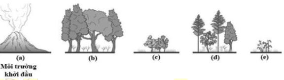 Đề thi học kì 2 lớp 12 môn Sinh học trường THPT Phan Ngọc Hiển, Cà Mau năm học 2020 - 2021