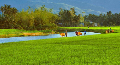 Lập dàn ý Tả buổi sáng trên cánh đồng lớp 5