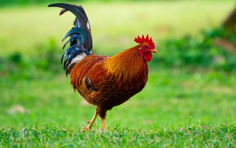 Tả con gà trống