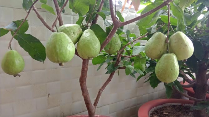 Top 04 đề thi học kì 2 lớp 1 năm 2020 - 2021 sách Cánh Diều