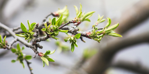 Tả mùa xuân lớp 2