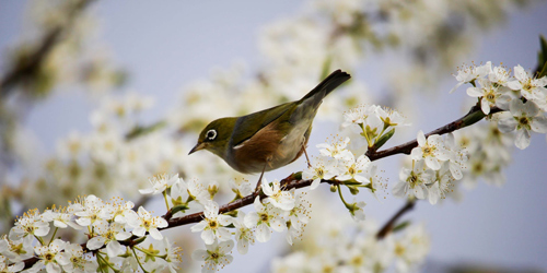 Tả mùa xuân lớp 2