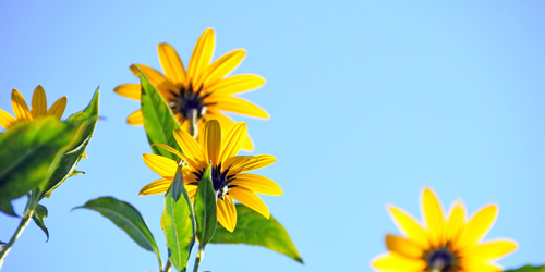 Tả mùa xuân lớp 2