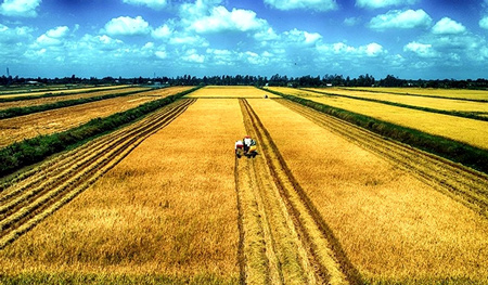 Tả cánh đồng lúa