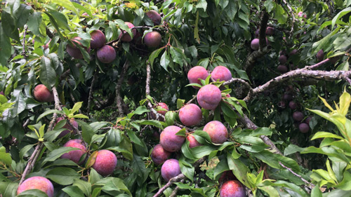 tả một loại trái cây mà em thích