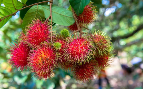 tả một loại trái cây mà em thích