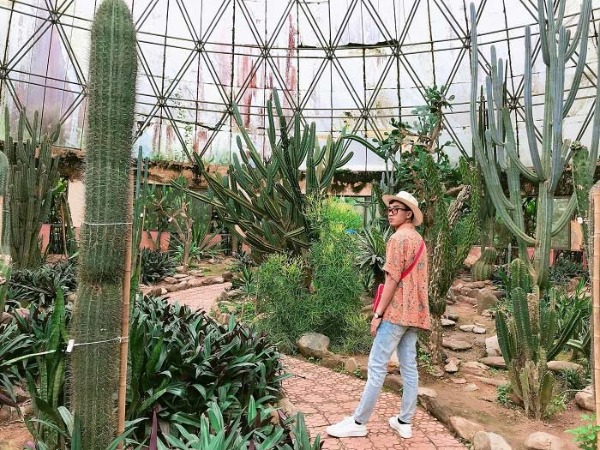 Tả cây xương rồng