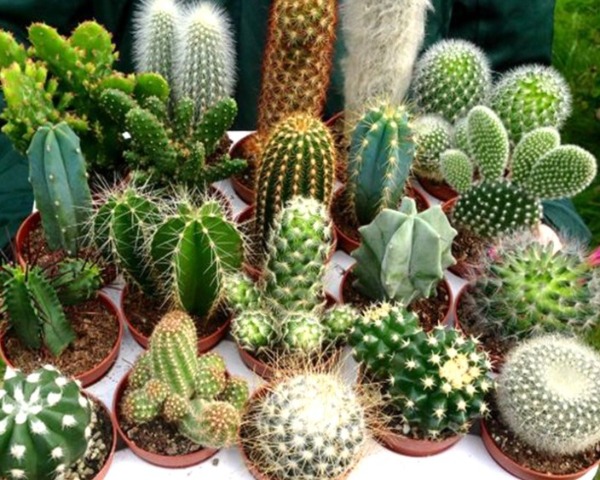 Tả cây xương rồng hay