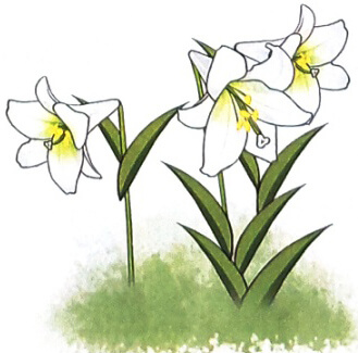 Giải Tiếng Việt 1 trang 8, 9 Bài 2: uê uy