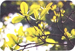 Tập chép: Dậy sớm