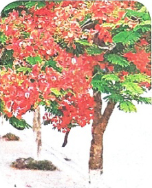 Nghe - viết: Bé Hoa