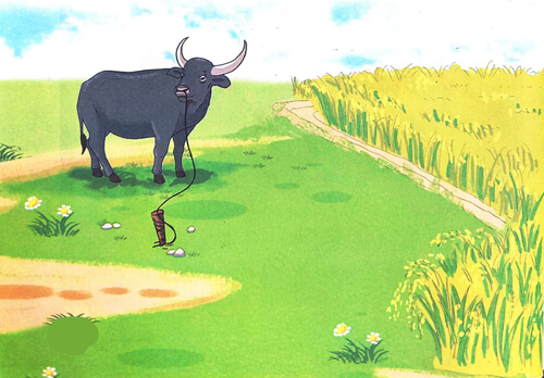 Con trâu đen lông mượt