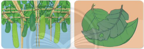 Giải GDCD lớp 6 bài 2