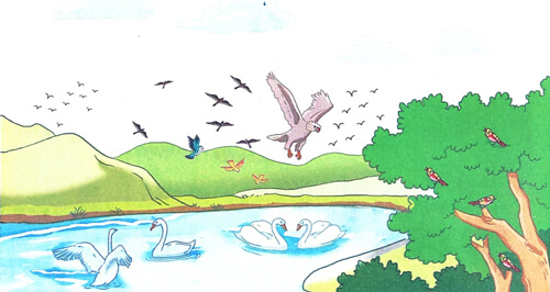 Chim rừng Tây Nguyên