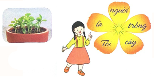 Hạt đỗ nảy mầm