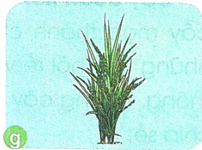 giai mua lua chin trang 30 31 32 sach canh dieu 4*301407