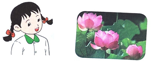 Quan sát tranh ảnh cây, hoa, quả