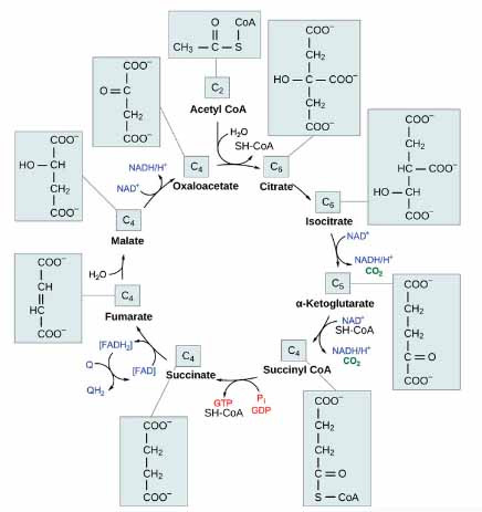 Chu trình Kreps là gì?