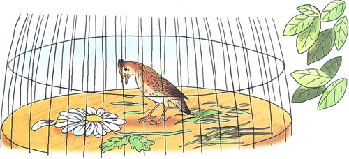 Chim sơn ca và bông cúc trắng