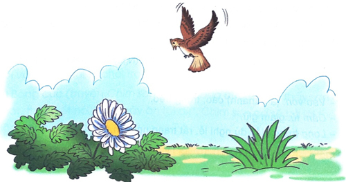 Chim sơn ca và bông cúc trắng