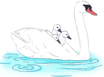 Động vật “bế” con thế nào?