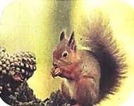 giai huou cao co trang 64 65 sach canh dieu 5*302274