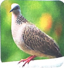 Nghe - viết: Chim rừng Tây Nguyên