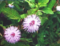 Nghe - viết: Quê ngoại