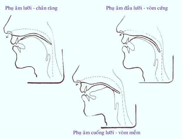Các yếu tố ngữ âm trong âm tiết Tiếng Việt