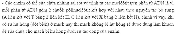 Đặc điểm n&agrave;o về cấu tr&uacute;c của ADN gi&uacute;p n&oacute; c&oacute; thể sửa chữa những sai s&oacute;t