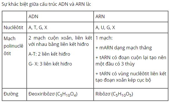 N&ecirc;u sự kh&aacute;c biệt về cấu tr&uacute;c giữa ADN v&agrave; ARN