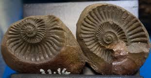 Sưu tầm c&aacute;c mẫu đ&aacute; v&agrave; h&oacute;a thạch (nếu c&oacute;) ở địa phương em?