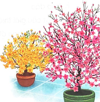 Tết đến rồi - Phần đọc