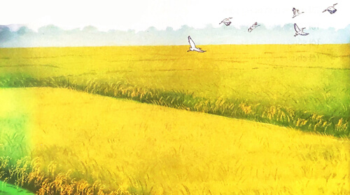 Hạt thóc - Phần đọc