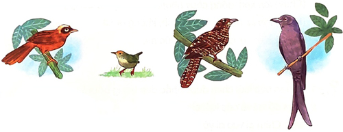 Vè chim - Phần đọc