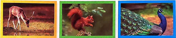 Khủng long - Luyện tập