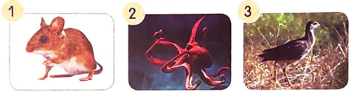 Khủng long - Phần viết