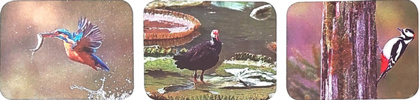 Ôn tập và đánh giá cuối học kì 2 - Tiết 5, 6